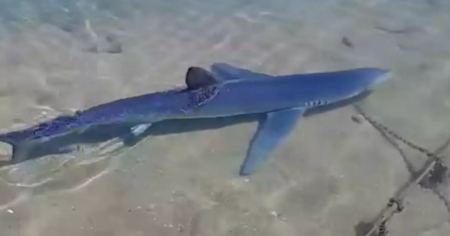 Γλυφάδα: Καρχαρίας έκοβε βόλτες στη μαρίνα (ΒΙΝΤΕΟ)