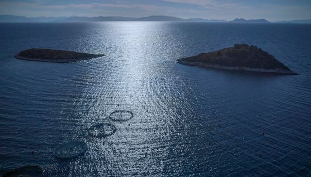 Φρέσκα ελληνικά ψάρια εκτροφής τώρα και στο Κοινωνικό Παντοπωλείο Σαλαμίνας