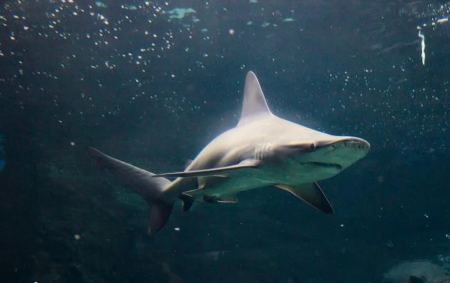 Αδιανόητες καταστάσεις! Οι καρχαρίες της Βραζιλίας παίρνουν άθελά τους… κοκαΐνη