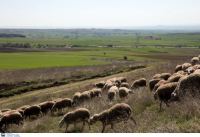 Πανώλη: Πολλά κρούσματα σε πρόβατα και κατσίκες στη Θεσσαλία – Τα μέτρα που έχουν ληφθεί