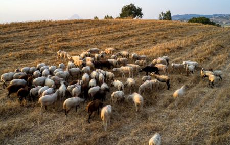 Κρούσματα πανώλης των αιγοπροβάτων και πάλι στο Βαρθολομιό