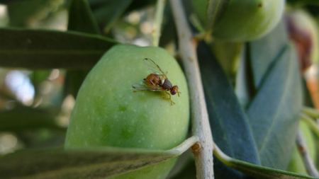 Θέσεις εργασίας στην ΠΕ Φωκίδας για την καταπολέμηση του δάκου