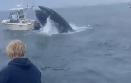 Από θαύμα γλίτωσαν ψαράδες όταν φάλαινα έπεσε επάνω στο σκάφος τους (ΒΙΝΤΕΟ)