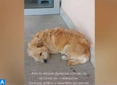 Τρίκαλα: Σκύλος περιμένει έξω από το νοσοκομείο τον ιδιοκτήτη του που πέθανε