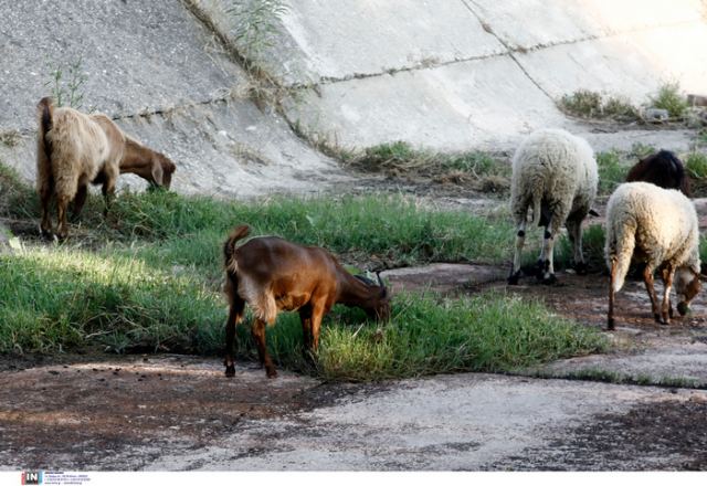 Περαιτέρω ελαφρύνσεις στα μέτρα για μετακινήσεις ζώντων ζώων