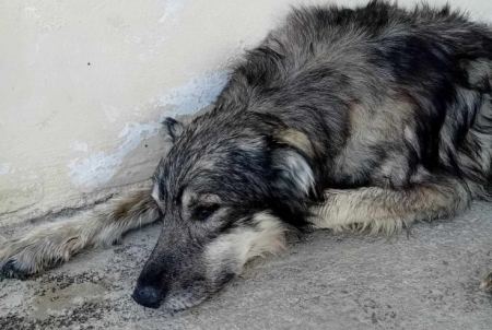 Λαμία: Διασώθηκε σκυλάκος που του έριξαν φόλα