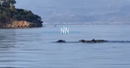 Αγριογούρουνα κάνουν μπάνιο στα Τριζόνια Φωκίδας (ΒΙΝΤΕΟ)