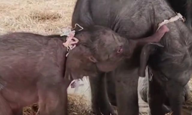 Ταϊλάνδη: Σπάνιο περιστατικό με ελέφαντα που γέννησε δίδυμα!