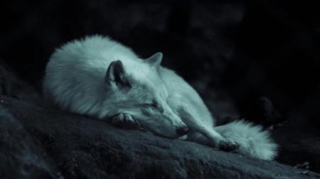 Σιβηρία: Βρέθηκε λύκος μετά από 44.000 χρόνια σε εξαιρετική κατάσταση