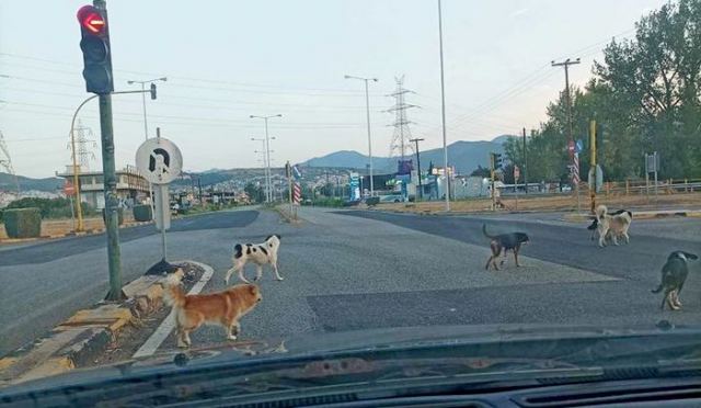 Μία ντουζίνα αδέσποτα στην είσοδο της Λαμίας