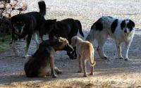Επίθεση σκύλου στο Ασπρονέρι