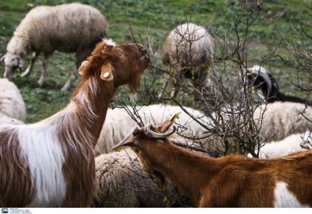 Πανώλη στα αιγοπρόβατα: 12 ερωταπαντήσεις -Δεν μεταδίδεται στον άνθρωπο, πώς μπορούν να καταναλωθούν κρέας και γάλα