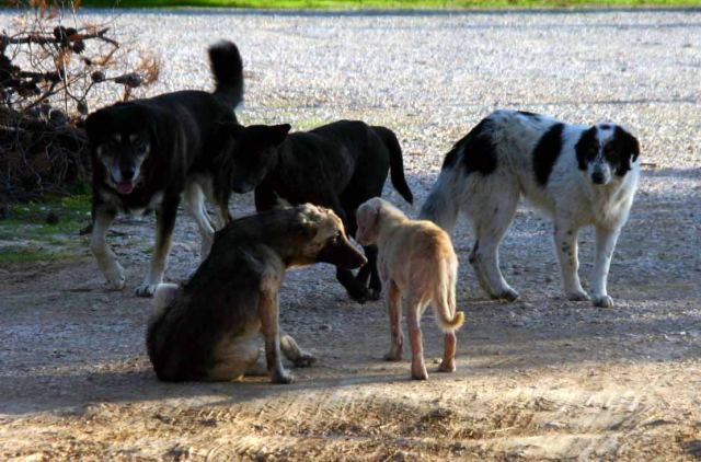 Άμφισσα: Υπεγράφη η σύμβαση για την κατασκευή του καταφυγίου αδέσποτων