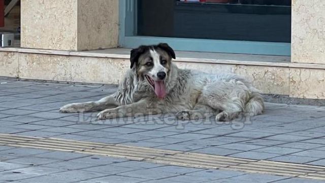 Λαμία: Πέταξαν φόλα στο κέντρο της πόλης (ΦΩΤΟ)