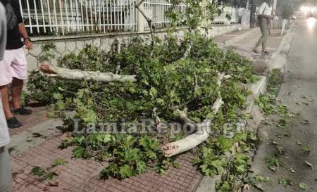 Λαμία: Μεγάλο κλαδί από πλάτανο έπεσε στο πεζοδρόμιο (ΒΙΝΤΕΟ-ΦΩΤΟ)