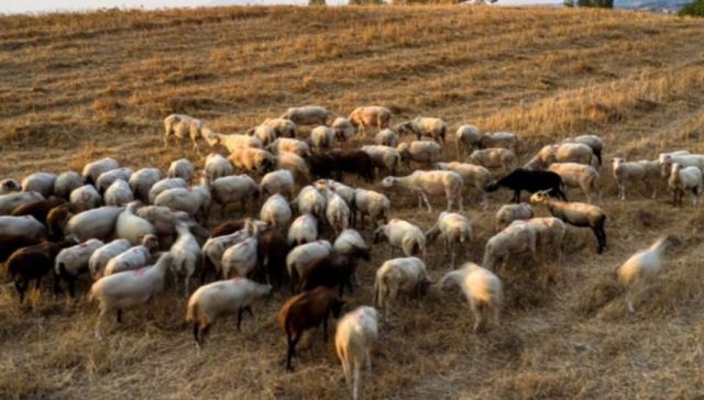 Πανώλη στα αιγοπρόβατα: Βρέθηκαν κρούσματα σε Ηλεία και Αιτωλοακαρνανία