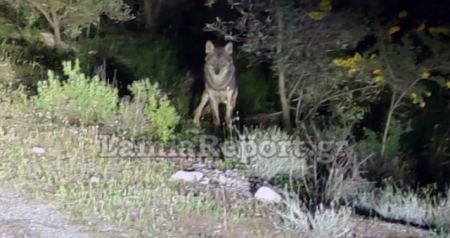 Η «Καλλιστώ» για το περιστατικό με το λύκο πλησίον σπιτιών στη Λαμία