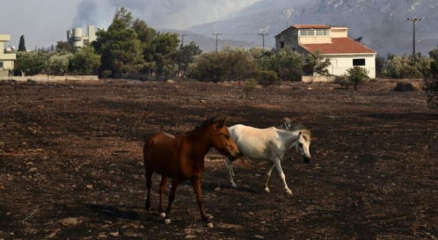 Έβαλε σημάδι και σκότωσε δύο άλογα