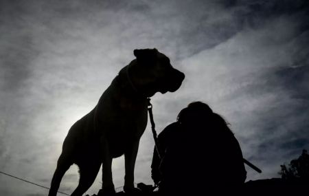 Κάρπαθος: Συνελήφθη 61χρονος που πυροβόλησε σκύλο