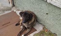 Έριξαν φόλα σε αδέσποτο σκυλάκι στην Αγχίαλο – Αναζητείται ο δράστης