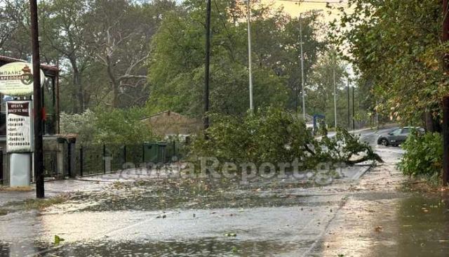 Έριξε δέντρα το μπουρίνι στη Δυτική Φθιώτιδα