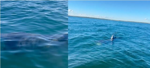 Βίντεο: Τρόμος για ζευγάρι που βγήκε για ψάρεμα – Τεράστιοι καρχαρίες περικύκλωσαν το σκάφος