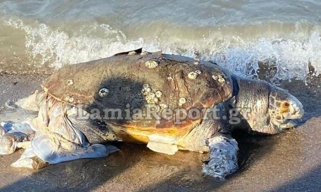 Νεκρή χελώνα ξεβράστηκε σε ακτή της Φθιώτιδας