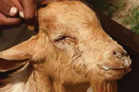 Συναγερμός και στη Φθιώτιδα μετά το κρούσμα πανώλης σε αιγοπρόβατα στην Καλαμπάκα
