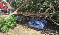 Λαμία: Δέντρο καταπλάκωσε δύο αυτοκίνητα (ΦΩΤΟ)