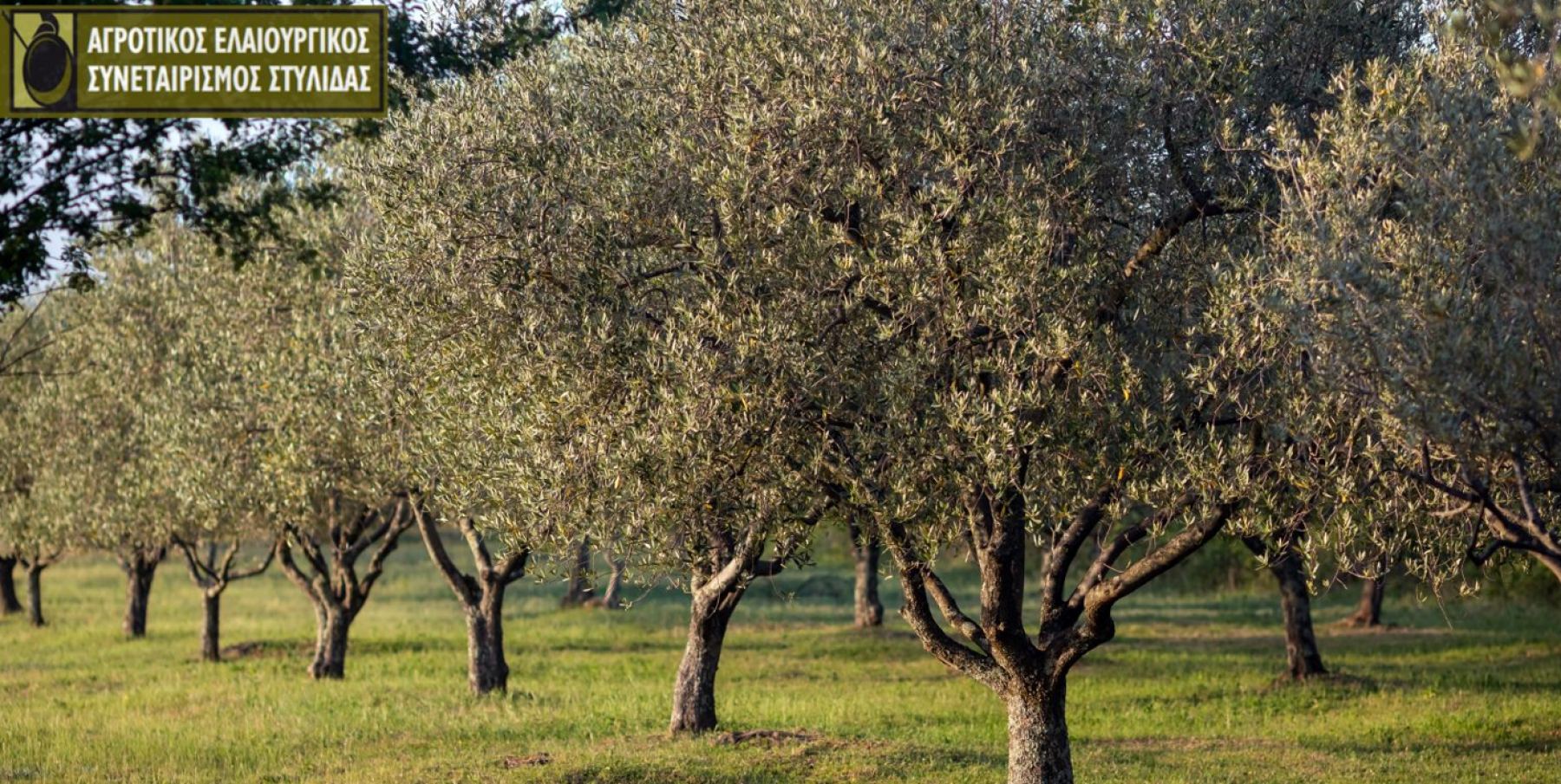 Αγροτικός Συνεταιρισμός Στυλίδας: Κάνε τώρα την αίτησή σου για τον ΟΣΔΕ 2024