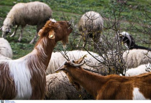 Αναβαθμίζονται τα μέτρα ασφαλείας για την πανώλη - Απαγορεύεται η μετακίνηση αιγοπροβάτων σε όλη την επικράτεια