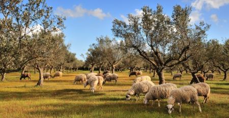 Πανώλη των αιγοπροβάτων: Εντοπίστηκε το πρώτο κρούσμα στην Αττική