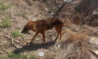 Τσακάλι βρέθηκε σε κατοικημένη περιοχή έξω από τη Λάρισα