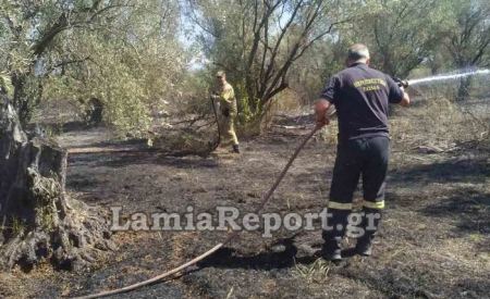 Λαμία: Έγκαιρη επέμβαση της Πυροσβεστικής σε πυρκαγιά σε ελαιοπερίβολο (ΦΩΤΟ)