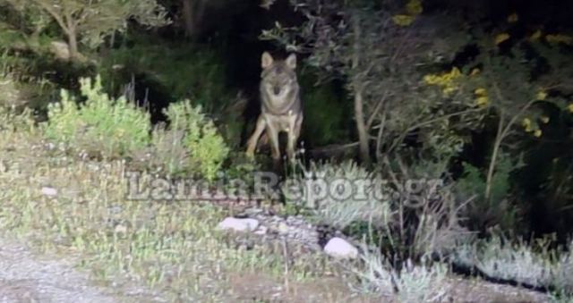 Μπαράζ επιθέσεων λύκων στην Αταλάντη