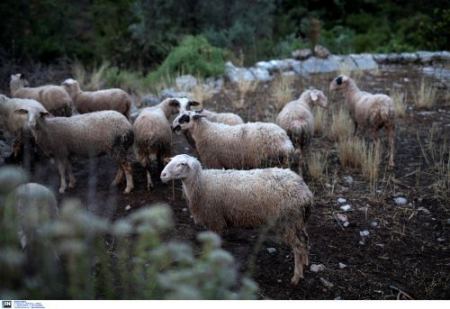 Πανώλη στα αιγοπρόβατα: Συνεχίζονται οι έλεγχοι στις κτηνοτροφικές μονάδες – 100 επιπλέον κτηνίατροι στη Θεσσαλία