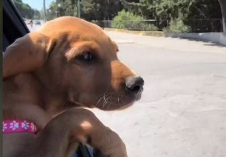 Ρόδος: Βίντεο με τον αδέσποτο σκύλο που έκλεψε την καρδιά και υιοθετήθηκε από Αγγλίδα τουρίστρια