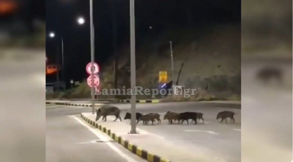 Κοπάδι από αγριογούρουνα κάνει βόλτα σε συνοικία της Λαμίας - Δείτε ΒΙΝΤΕΟ