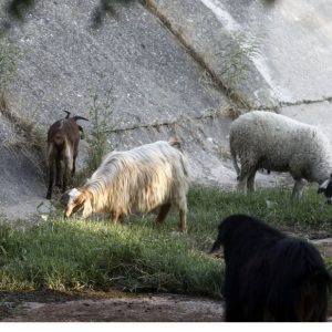 Κρούσμα ευλογιάς σε κτηνοτροφική μονάδα της Φωκίδας