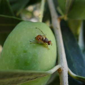 Φθιώτιδα: Ξεκινά την Πέμπτη ο 3ος γενικός δολωματικός ψεκασμός