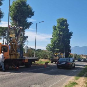 Λαμία: Ακόμη ένα επικίνδυνο δέντρο απομακρύνθηκε - Δείτε εικόνες