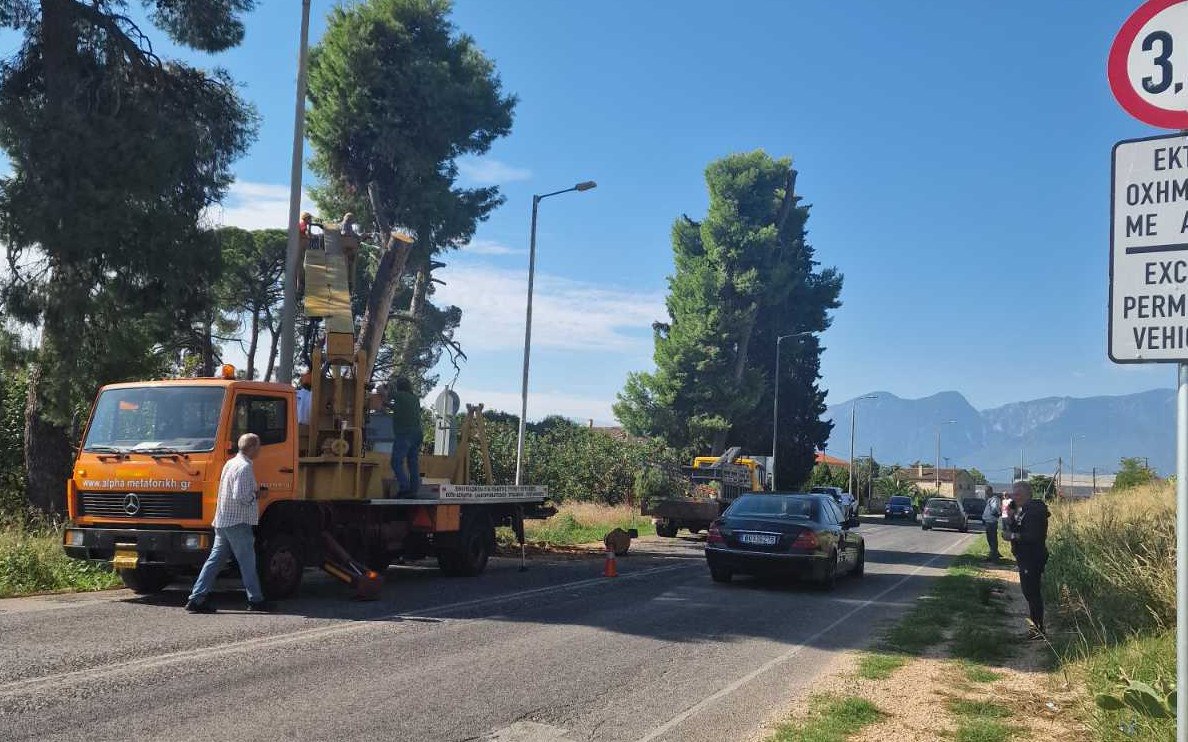 Λαμία: Ακόμη ένα επικίνδυνο δέντρο απομακρύνθηκε - Δείτε εικόνες