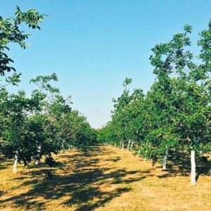 Πωλείται σε τιμή ευκαιρίας αγροτεμάχιο στο Νέο Κρίκελλο