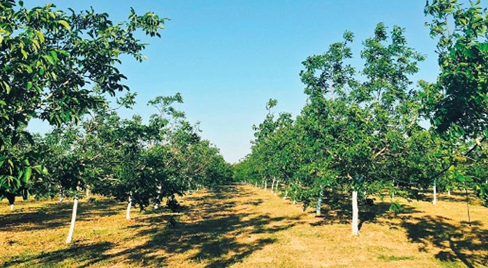 Πωλείται σε τιμή ευκαιρίας αγροτεμάχιο στο Νέο Κρίκελλο