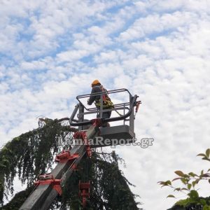 Λαμία: Απομακρύνθηκε επικίνδυνο δέντρο σε πολυσύχναστη γειτονιά (ΒΙΝΤΕΟ)