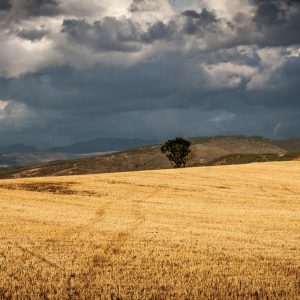 Πωλείται επαγγελματικό αγροτεμάχιο στη "Μαυρομαντήλα"