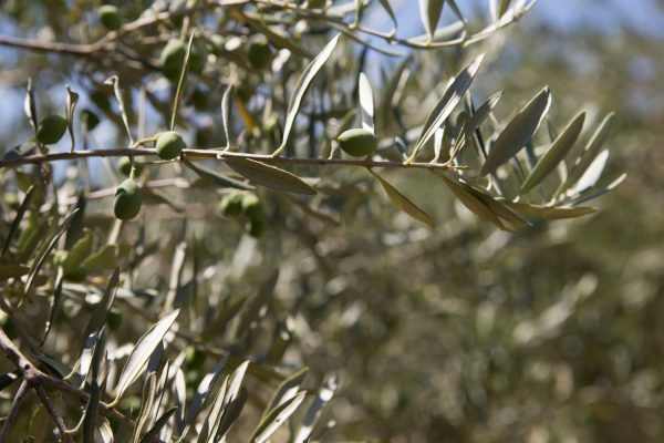 Δήμος Λοκρών: Μέχρι 9 Δεκεμβρίου αιτήσεις για την πτώση του καρπού των ελαιόδεντρων