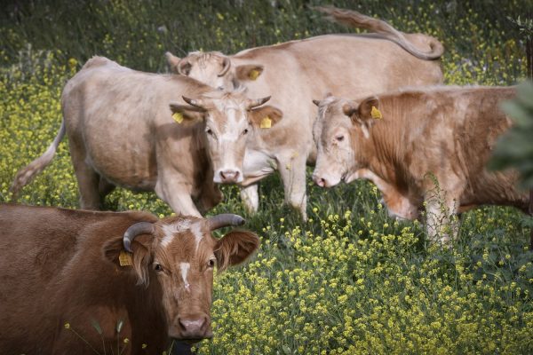 Καλαμπάκα: Κτηνοτρόφος βόσκει με gps αγελάδες και τις παρατηρεί από κινητό