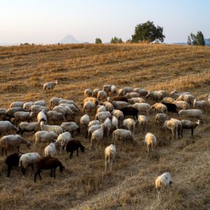 Ναυπακτία: Συναγερμός για νέο κρούσμα ευλογιάς προβάτων - Σε ετοιμότητα οι αρχές