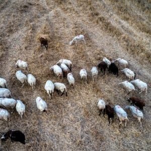 Ευλογιά αιγοπροβάτων: Αυξημένες κατά 120% οι αποζημιώσεις των κτηνοτρόφων για θανάτωση αιγοπροβάτων – Τι προβλέπει η ΚΥΑ